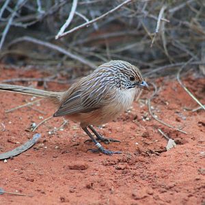 Eyrean Grasswren (Amytornis goyderi)