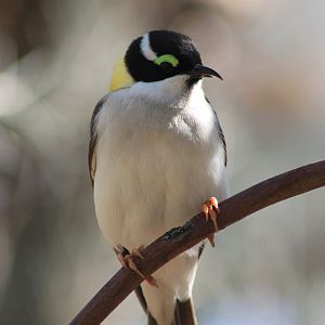 Golden-backed Honeyeater (Melithreptus gularis laetior)