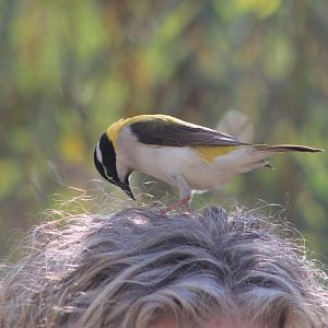 Golden-backed Honeyeater (Melithreptus gularis laetior)