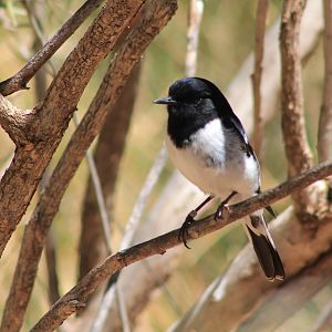 male Hooded Robin (Melanodryas cucullata)