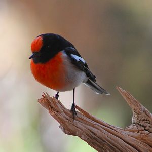 male Red-capped Robin (Petroica goodenovii)