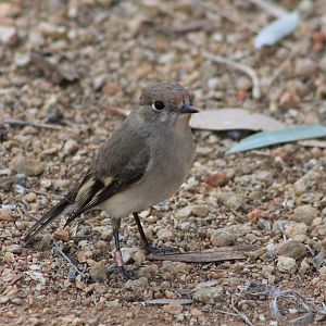 female Red-capped Robin (Petroica goodenovii)