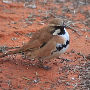 male Cinnamon Quail-thrush (Cinclosoma cinnamomeum)