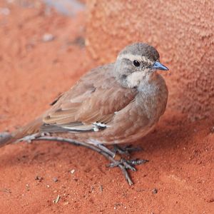 female Cinnamon Quail-thrush (Cinclosoma cinnamomeum)