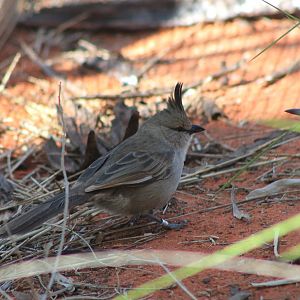 Chiming Wedgebill (Psophodes occidentalis)
