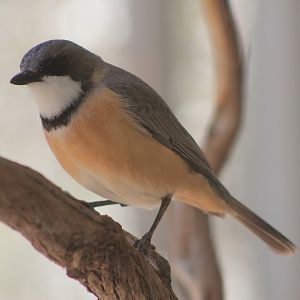 male Rufous Whistler (Pachycephala rufiventris)