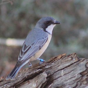 male Rufous Whistler (Pachycephala rufiventris)