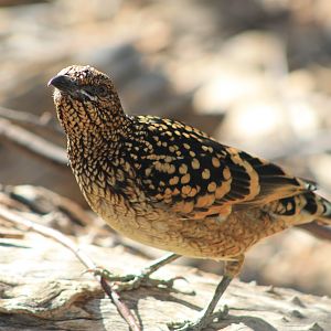 Western Bowerbird (Chlamydera guttata)