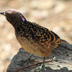 Western Bowerbird (Chlamydera guttata)