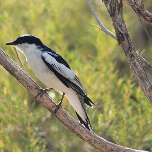 male White-winged Triller (Lalage tricolor)