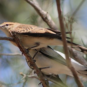 pair White-winged Trillers (Lalage tricolor)