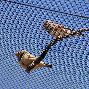 Zebra Finches (Taeniopygia guttata)