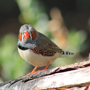 male Zebra Finch (Taeniopygia guttata)