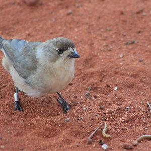 Southern Whiteface (Aphelocephala leucopsis)