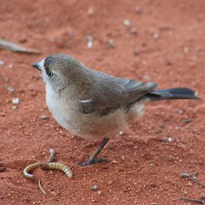 Southern Whiteface (Aphelocephala leucopsis)