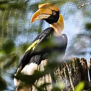 Great hornbill
