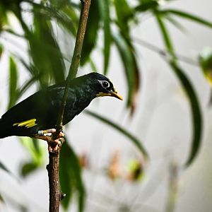 Golden-crested myna