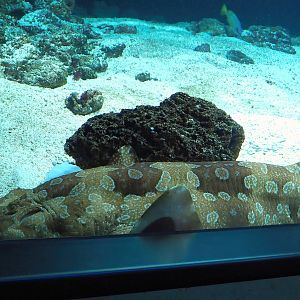Spotted wobbegong (Orectolobus maculatus), 2024-02-17