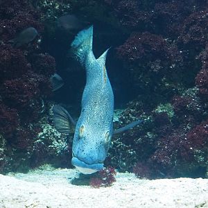 Giant sweetlips (Plectorhinchus albovittatus), 2024-02-17