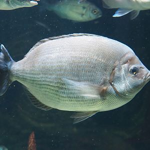 White seabream (Diplodus sargus), 2024-02-17