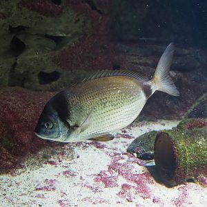 Common two-banded seabream (Diplodus vulgaris), 2024-02-17