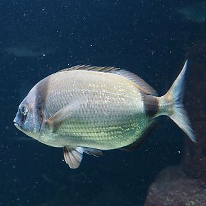 Common two-banded seabream (Diplodus vulgaris), 2024-02-17