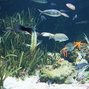In the Mediterranean seagrass meadow tank, 2024-02-17