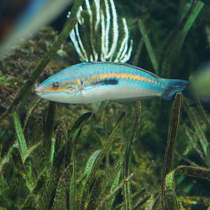 Mediterranean rainbow wrasse (Coris julis), 2024-02-17