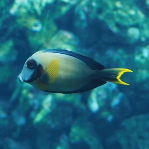 Chocolate surgeonfish (Acanthurus pyroferus), 2024-02-17