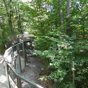 Wildcat exhibit at the national park house Thayatal