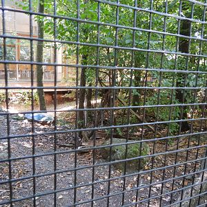 Wildcat exhibit at the national park house Thayatal