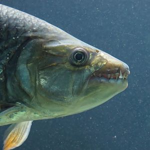 Common African tigerfish (Hydrocynus vittatus), 2024-02-17