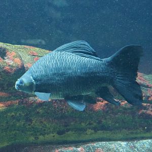 Longfin Labeo (Labeo longipinnis), 2024-02-17