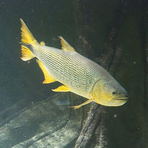 Golden Dorado (Salminus brasiliensis), 2024-02-17