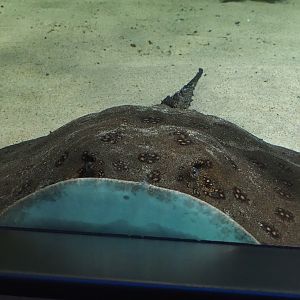 Ocellate river stingray (Potamotrygon motoro), 2024-02-17
