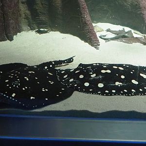 Black diamond stingrays (Potamotrygon leopoldi), 2024-02-17