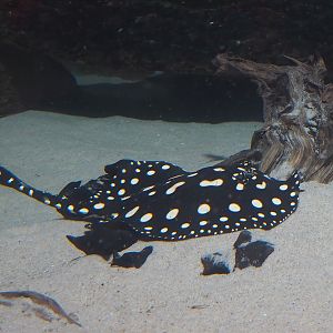 Black diamond stingray (Potamotrygon leopoldi), 2024-02-17