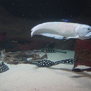 Silver arowana (Osteoglossum bicirrhosum) and Black diamond stingrays (Potamotrygon leopoldi), 2024-02-17