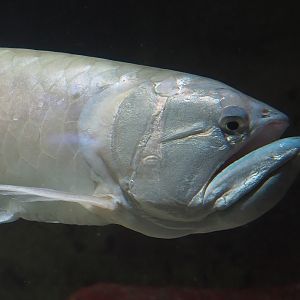 Silver arowana (Osteoglossum bicirrhosum), 2024-02-17