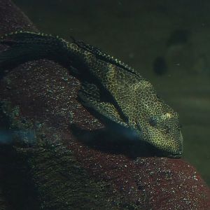 Spotted sailfin suckermouth catfish (Pterygoplichthys gibbiceps), 2024-02-17