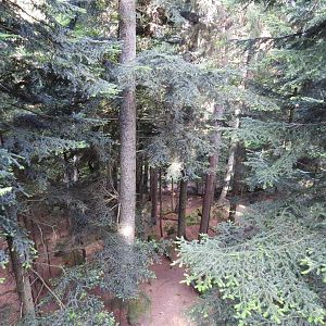 Gigantic wolf exhibit at the national park Sumava, visitor center Srni