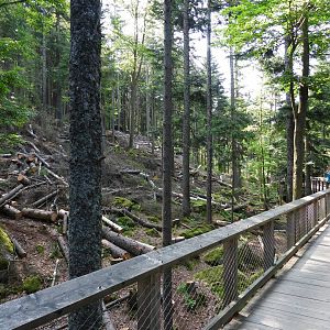 Gigantic wolf exhibit at the national park Sumava, visitor center Srni