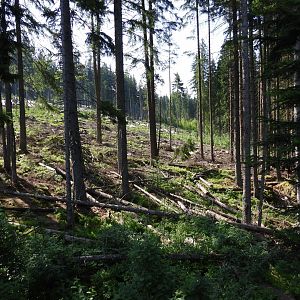 Gigantic wolf exhibit at the national park Sumava, visitor center Srni