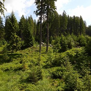 Lynx exhibit - National park Sumava, visitor center Kvilda