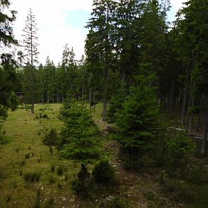 Red deer exhibit - National park Sumava, visitor center Kvilda