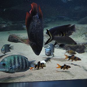 Pearlspot cichlids/Green Chromides, Giant red fin gourami, Silver shark and Clown loaches, 2024-02-17