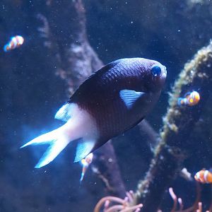 Spiny Chromis (Acanthochromis polyacanthus), 2024-02-17
