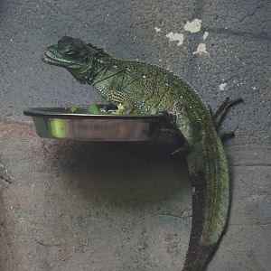 Hybrid sailfin lizard (Hydrosaurus pustulatus X H. weberi), 2024-02-17