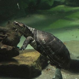 African keeled mud turtle (Pelusios carinatus), 2024-02-17