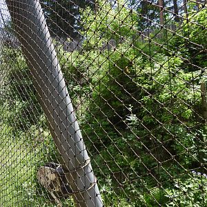 Small part of the eagle owl aviary - Owl aviary at Borova Lada, nationalpark Sumava
